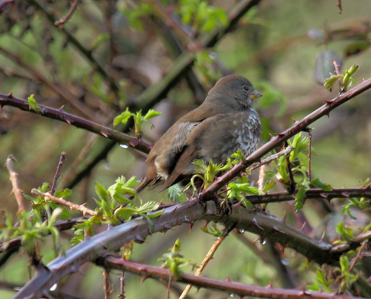 strnadec kaštanový - ML646594666