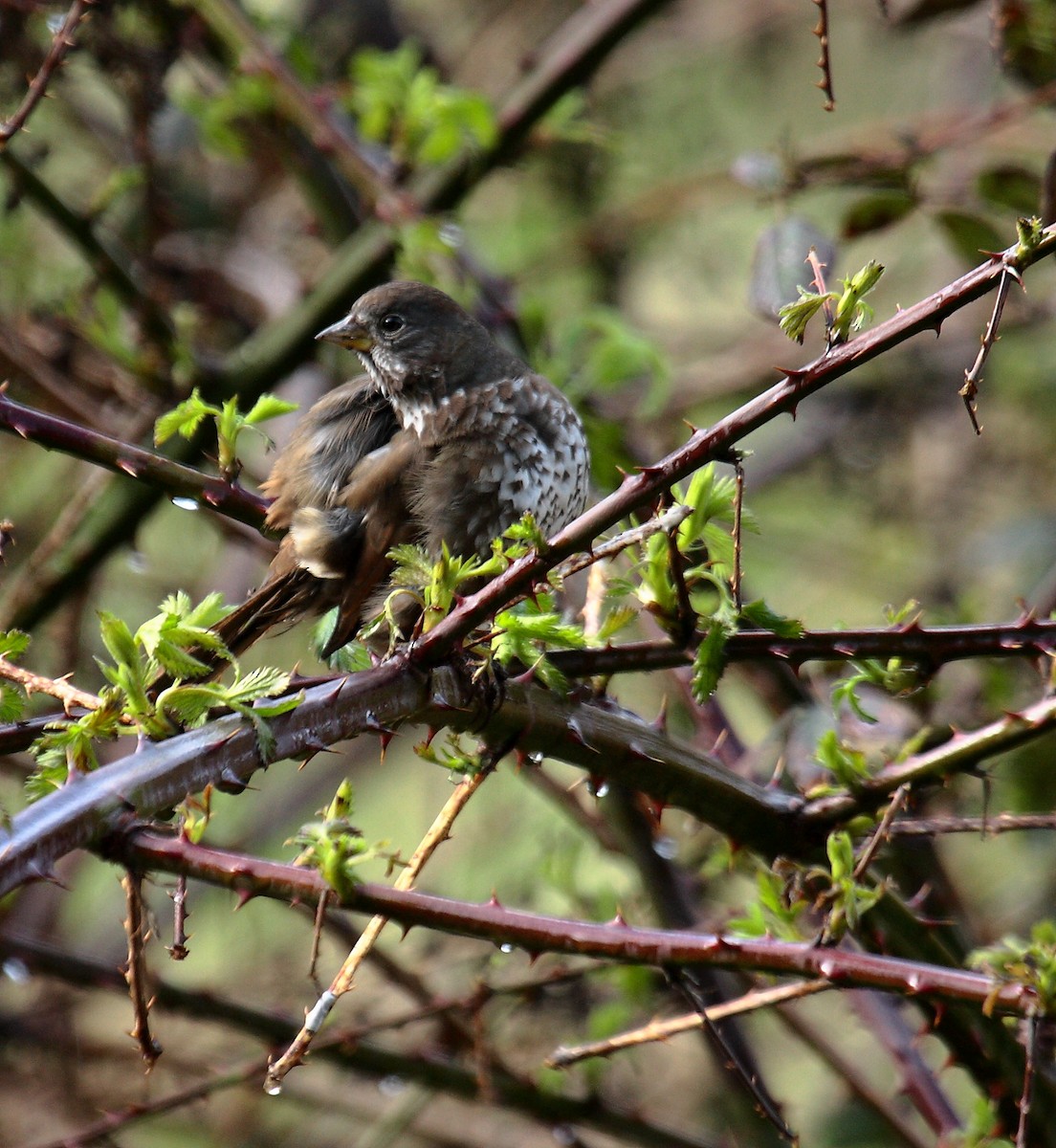 strnadec kaštanový - ML646594667