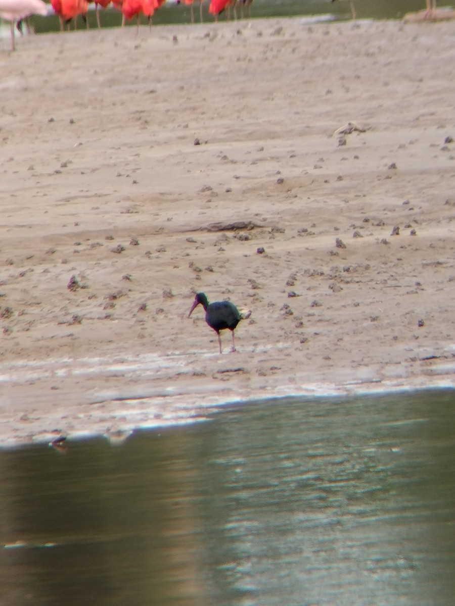 Nacktzügelibis - ML646594669