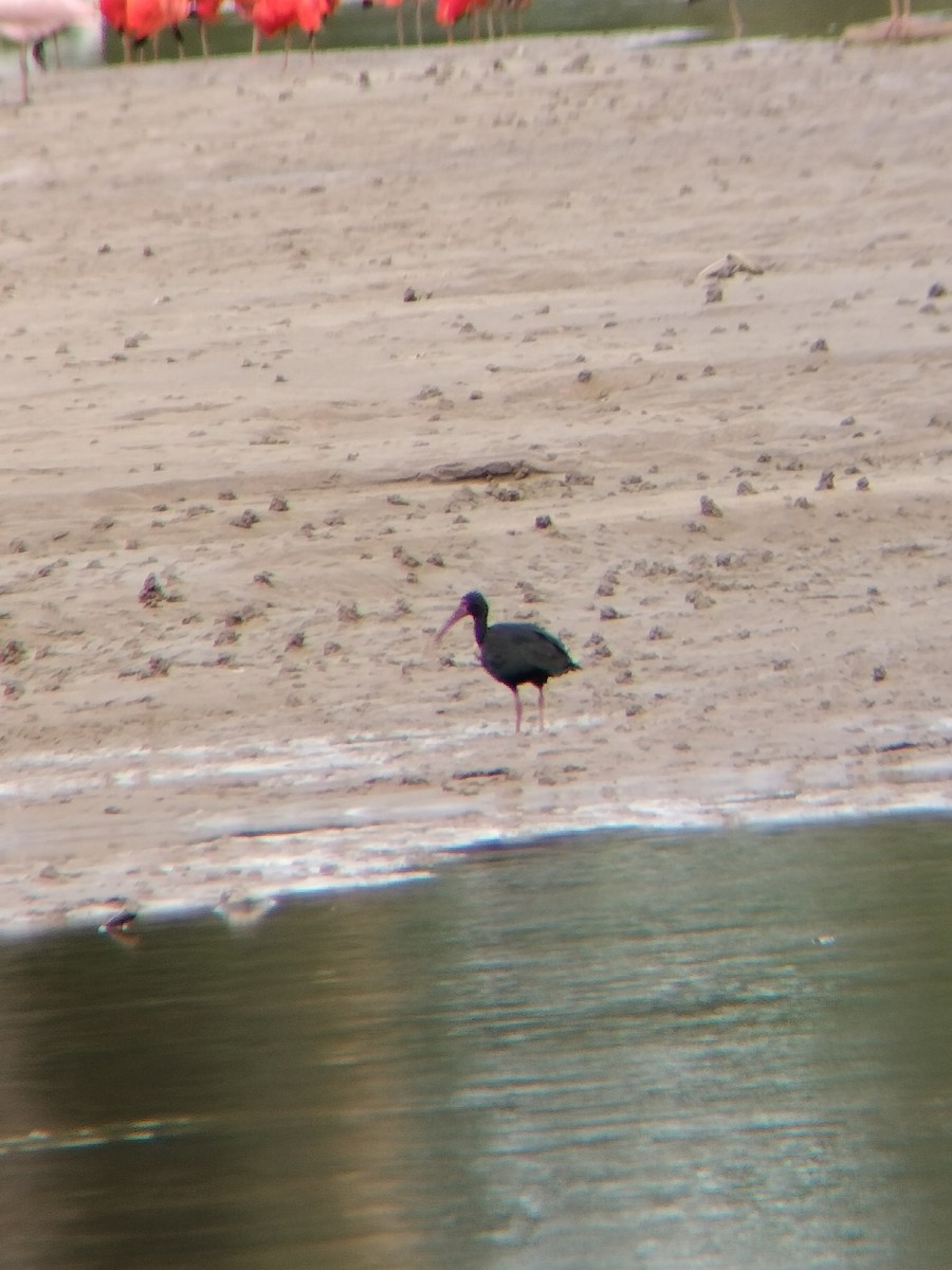 Nacktzügelibis - ML646594670