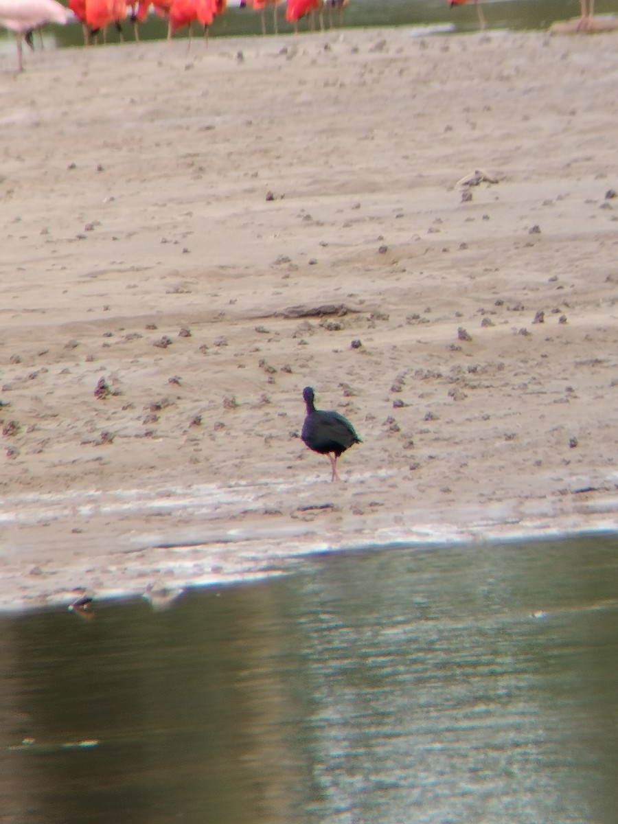 Nacktzügelibis - ML646594672