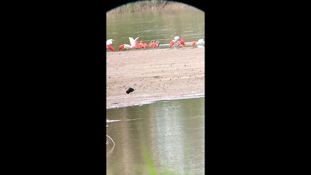 Bare-faced Ibis - ML646594674