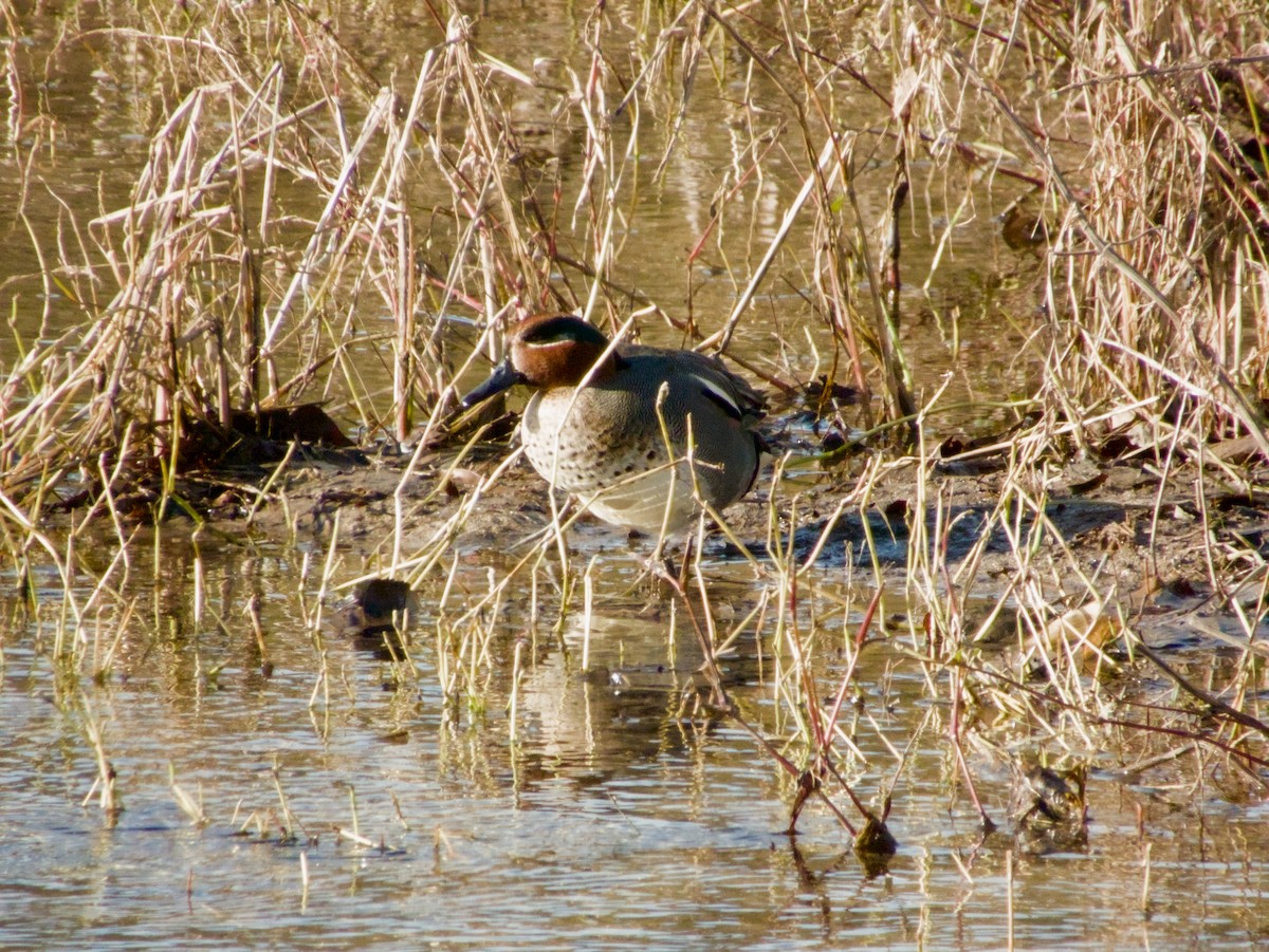 čírka obecná - ML646594675