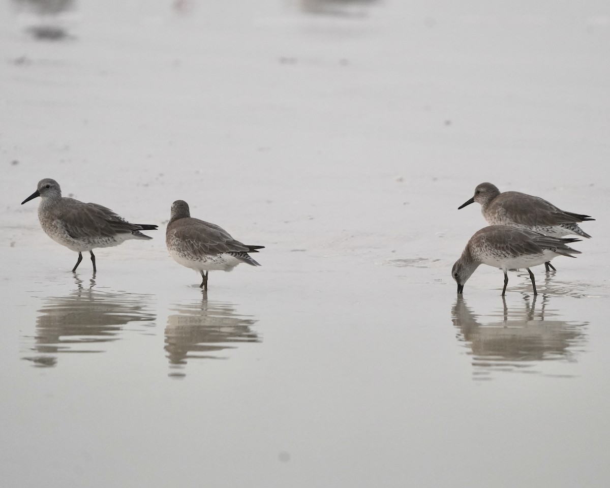 jespák rezavý - ML646594676