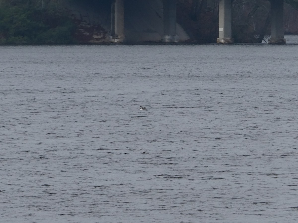 Common Loon - ML646594677