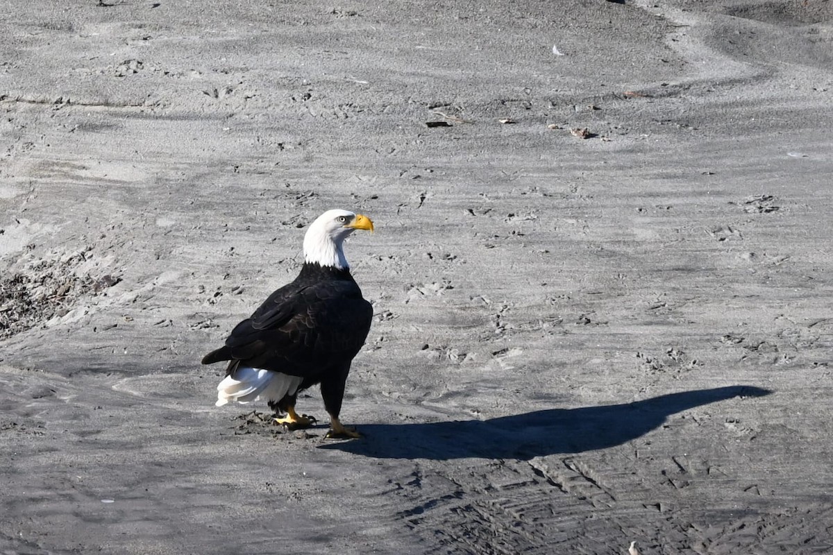 Pygargue à tête blanche - ML646594678