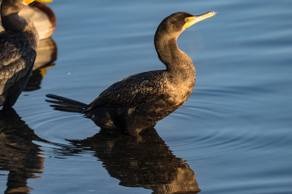 Баклан вухатий - ML646594679