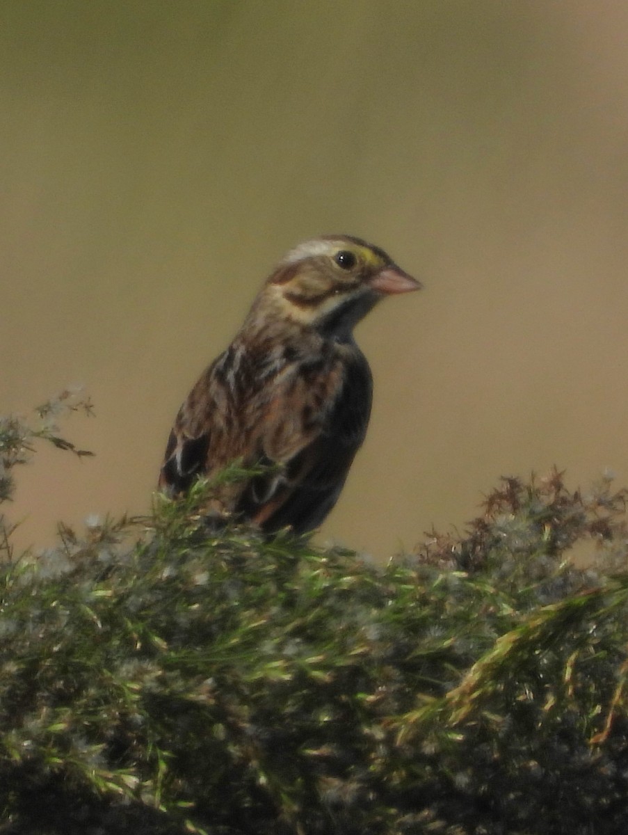 Savannah Sparrow - ML646594681