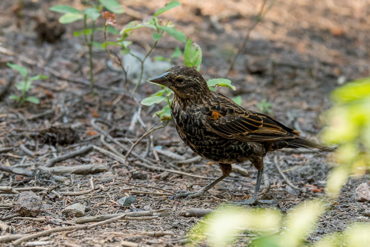 rødvingetrupial - ML646594685