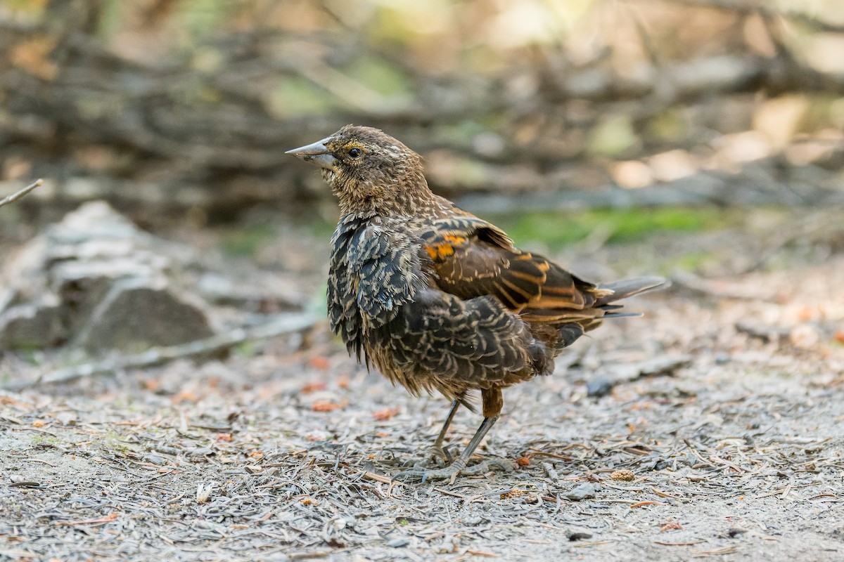 rødvingetrupial - ML646594686