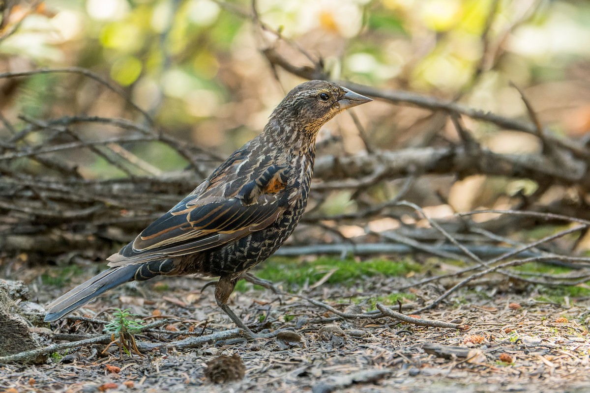 rødvingetrupial - ML646594687