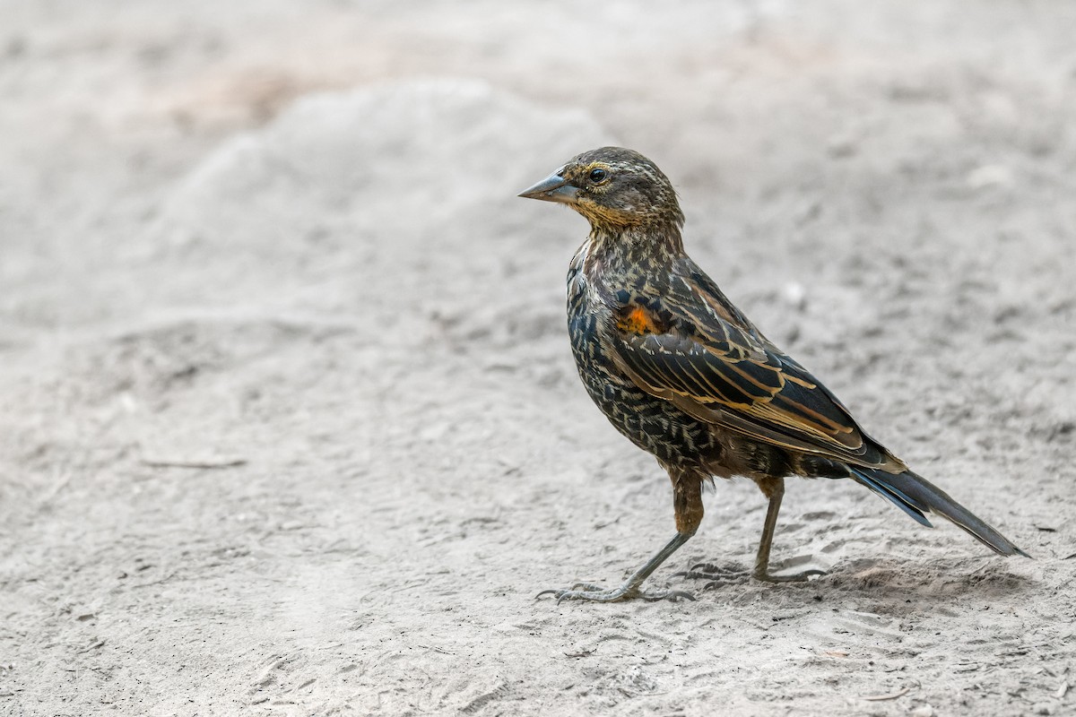 rødvingetrupial - ML646594688