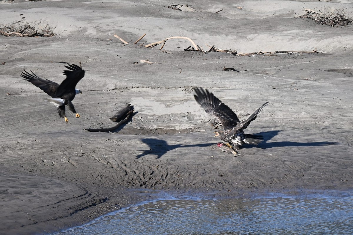 Pygargue à tête blanche - ML646594689