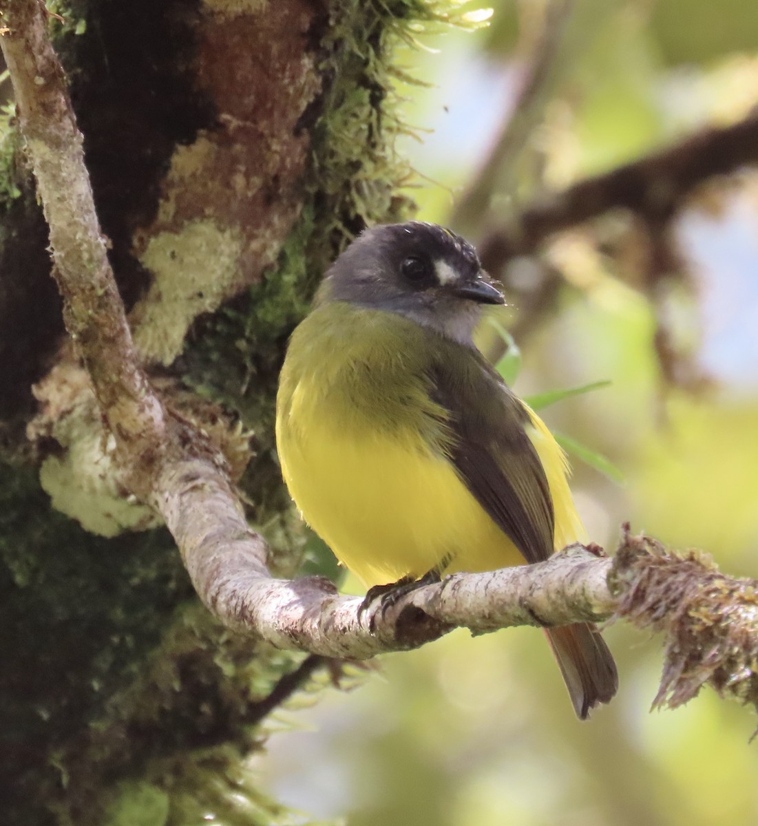 キゴシタイランチョウ - ML646594690