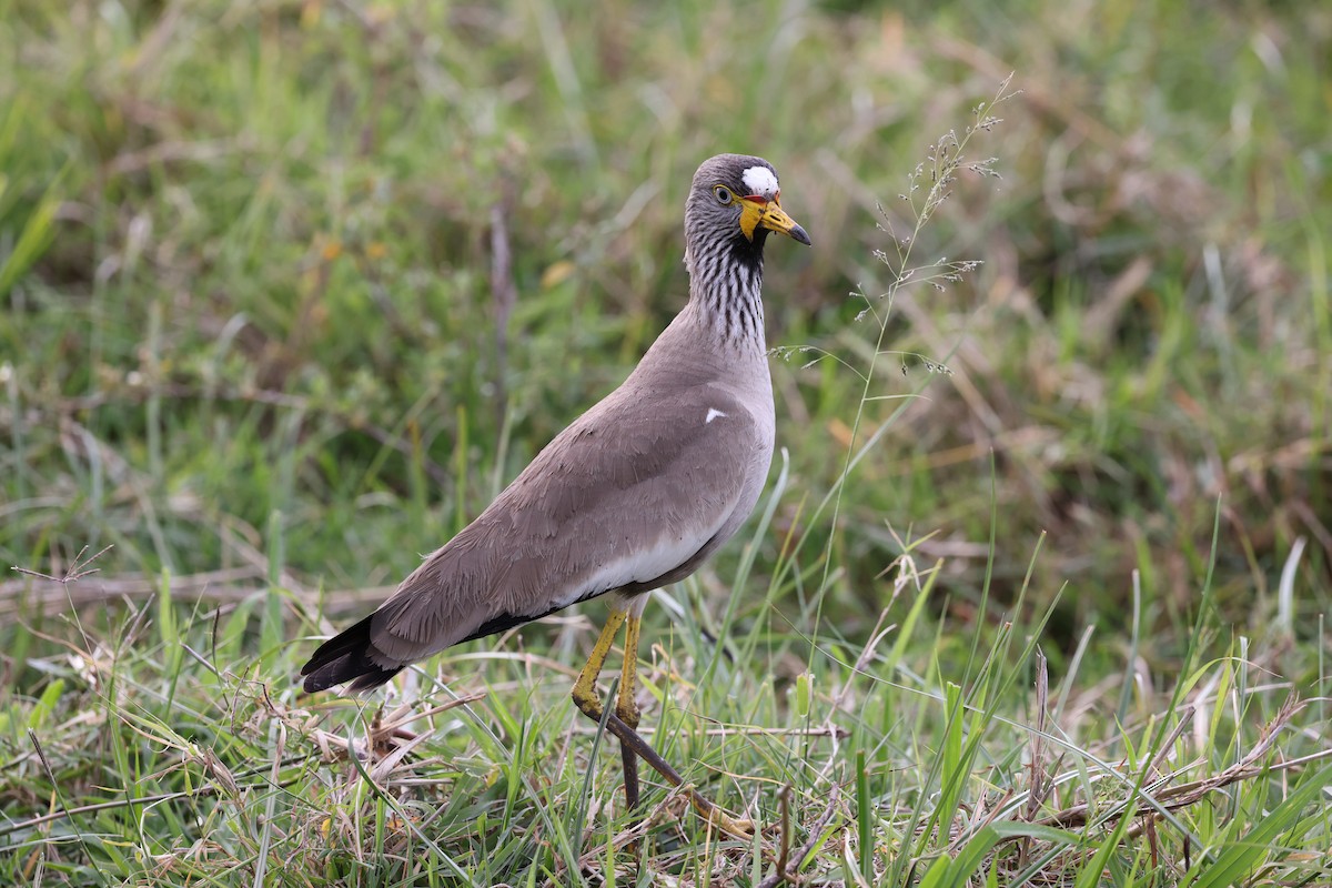 Wattled Lapwing - ML646594691