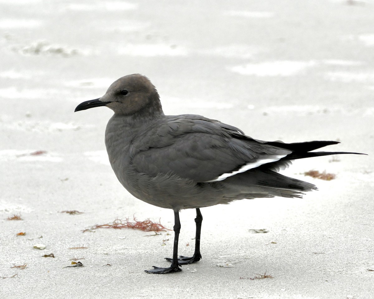 Gray Gull - ML646594692