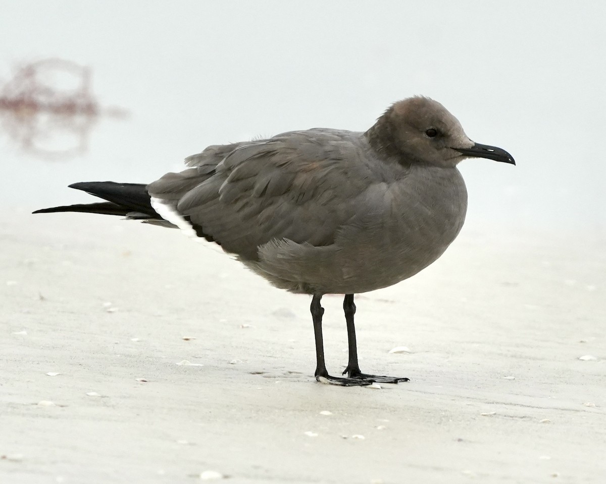 Gray Gull - ML646594693