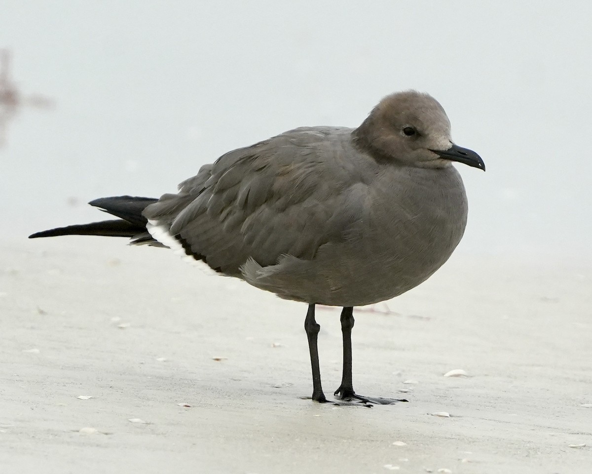 Gray Gull - ML646594694