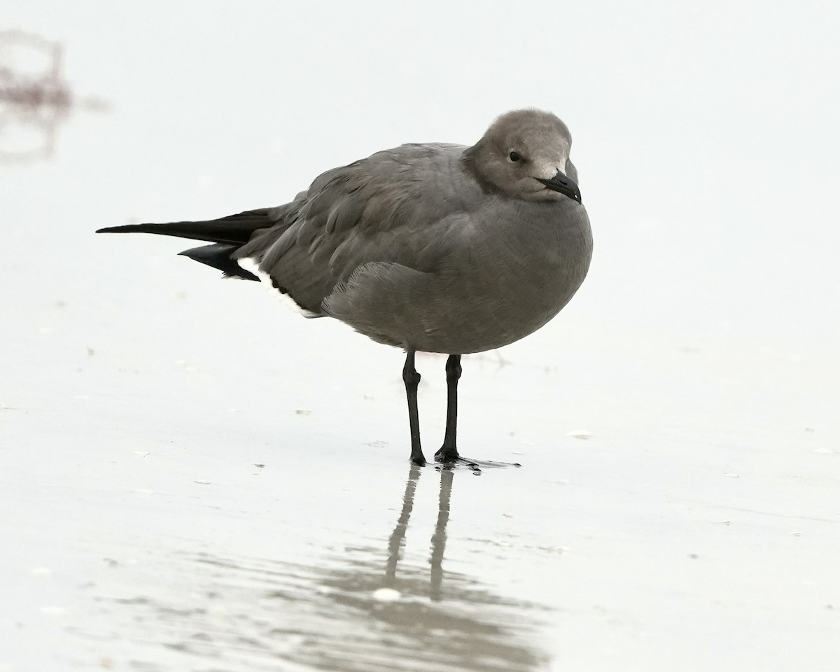Gray Gull - ML646594695