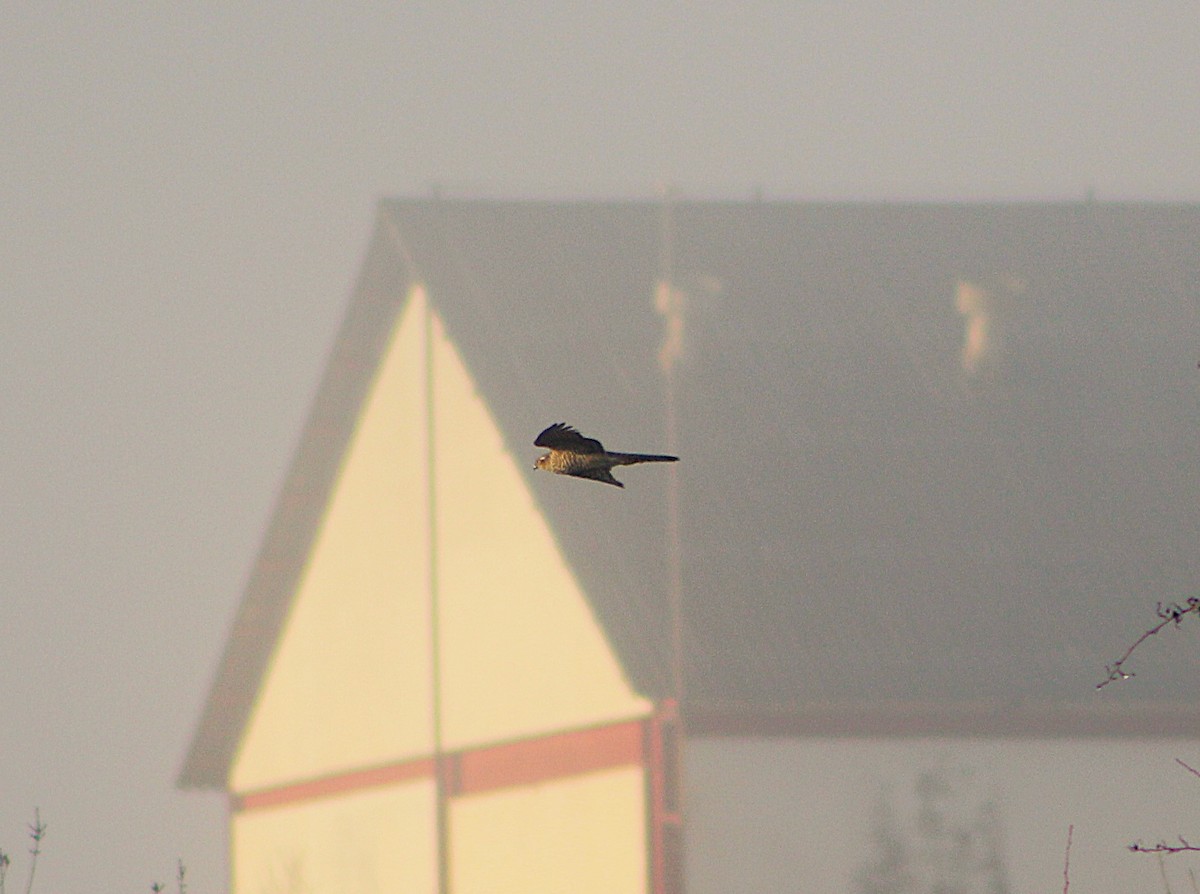 Eurasian Sparrowhawk - ML646594696