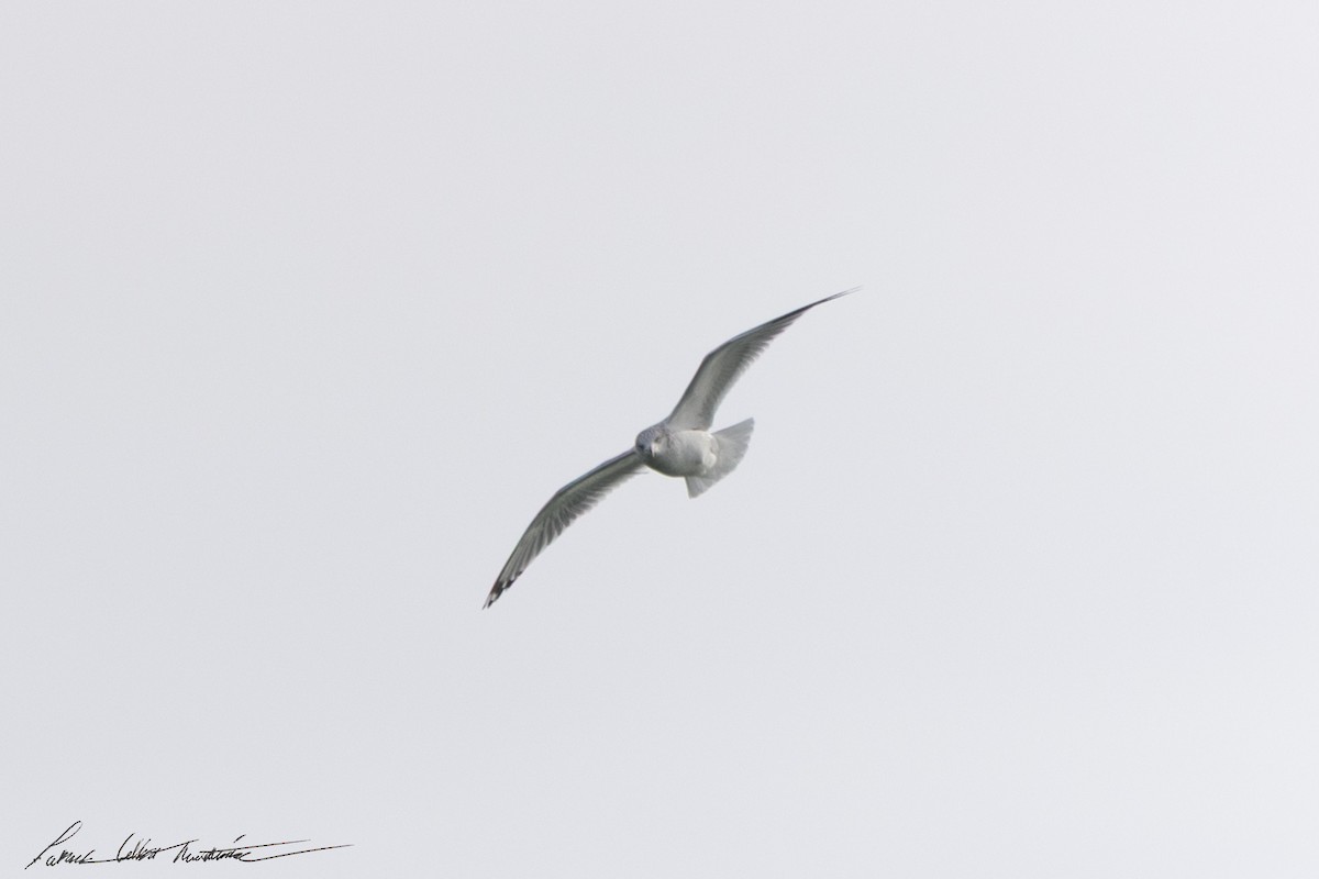 Ring-billed Gull - ML646594697