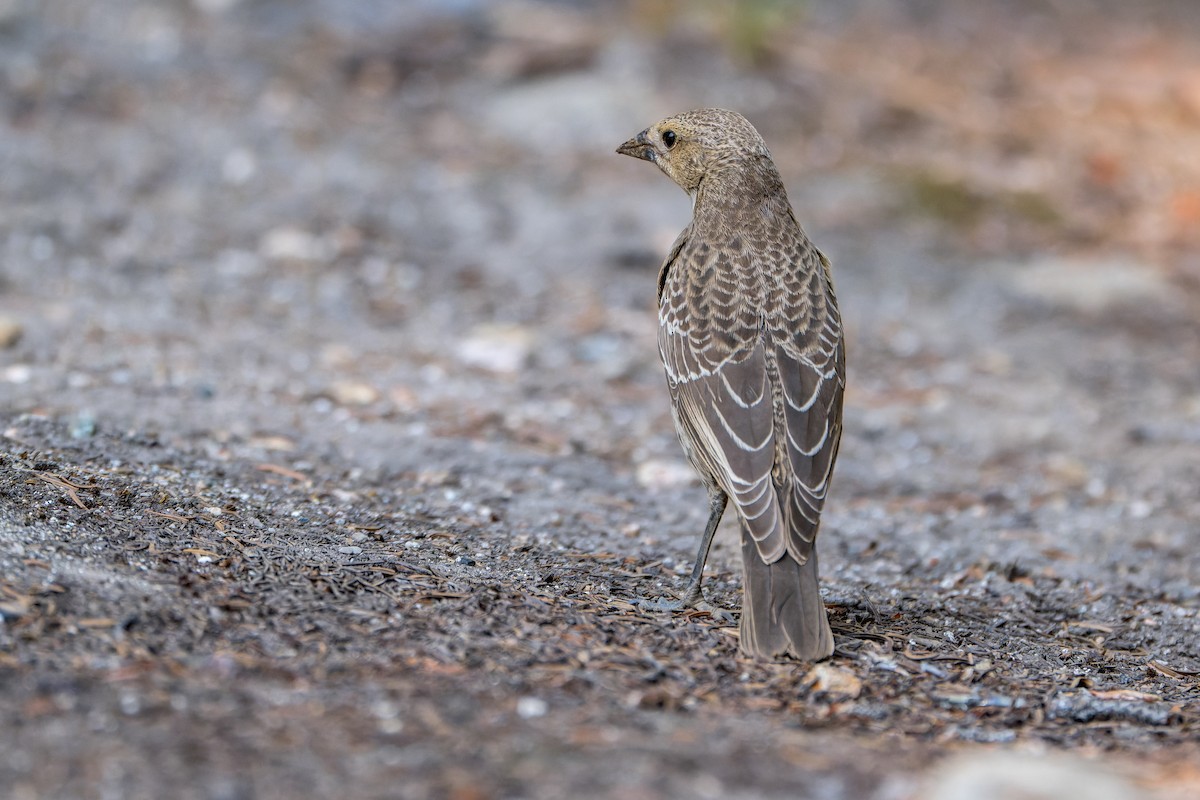 Коровий трупиал, буроголовый желтушник - ML646594699