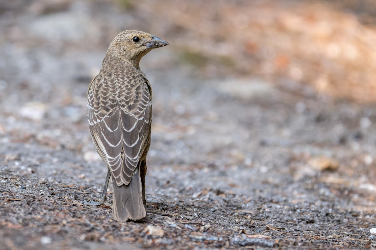 Коровий трупиал, буроголовый желтушник - ML646594700