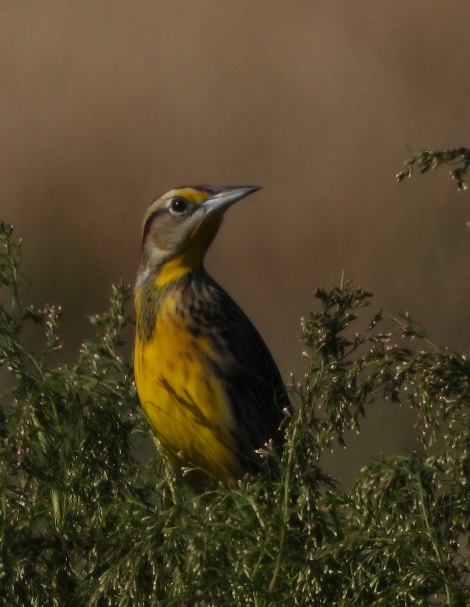 Eastern Meadowlark - ML646594701