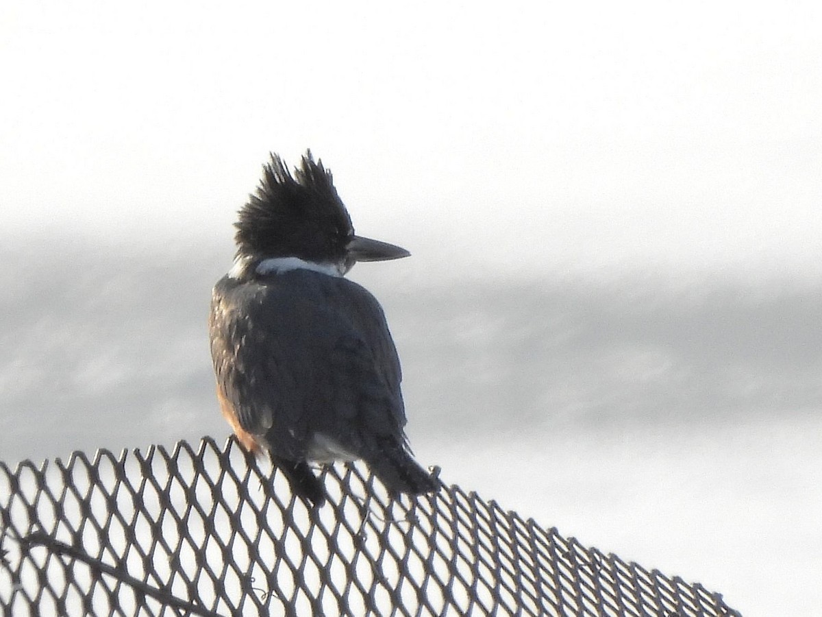 Belted Kingfisher - ML646594702