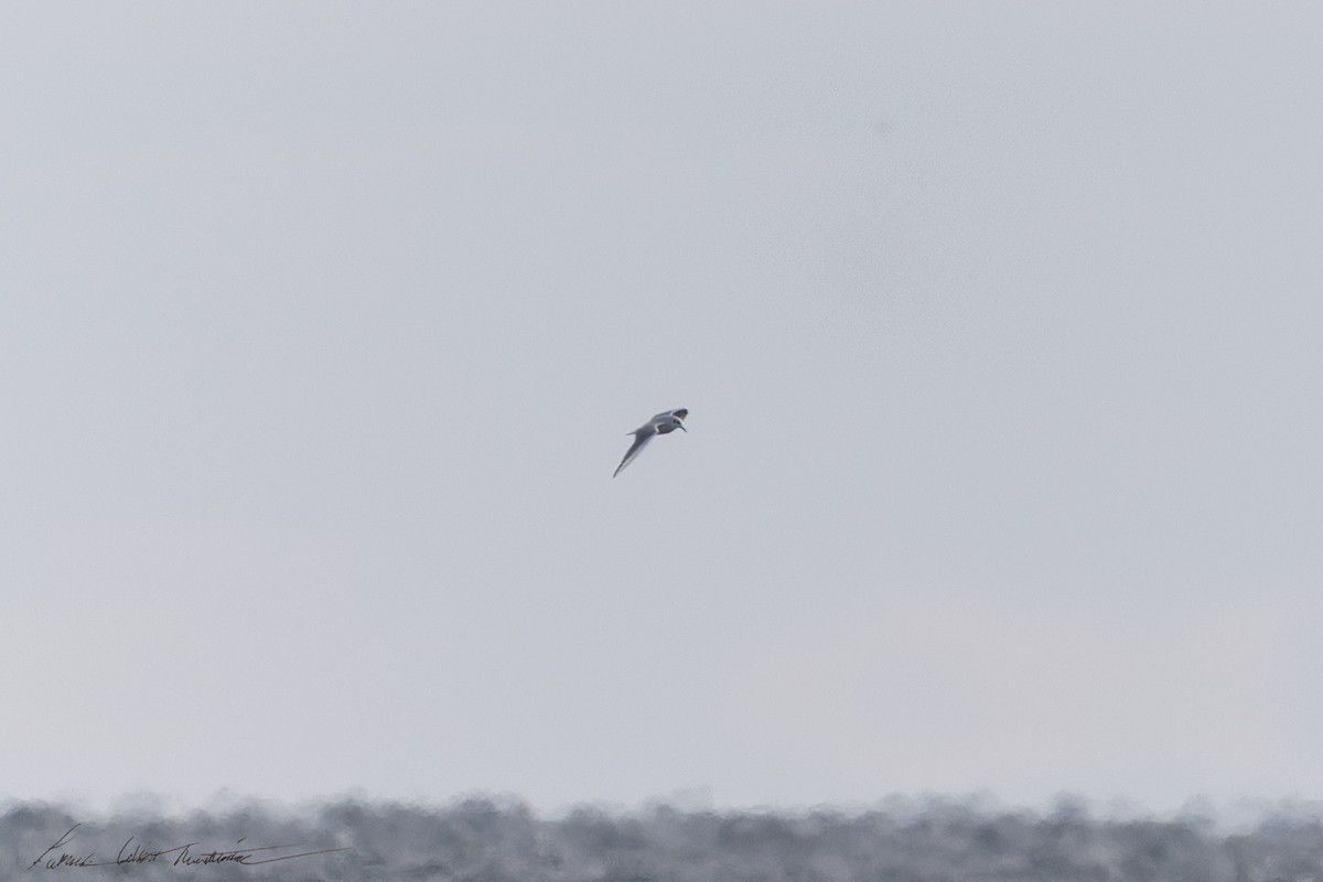Bonaparte's Gull - ML646594703