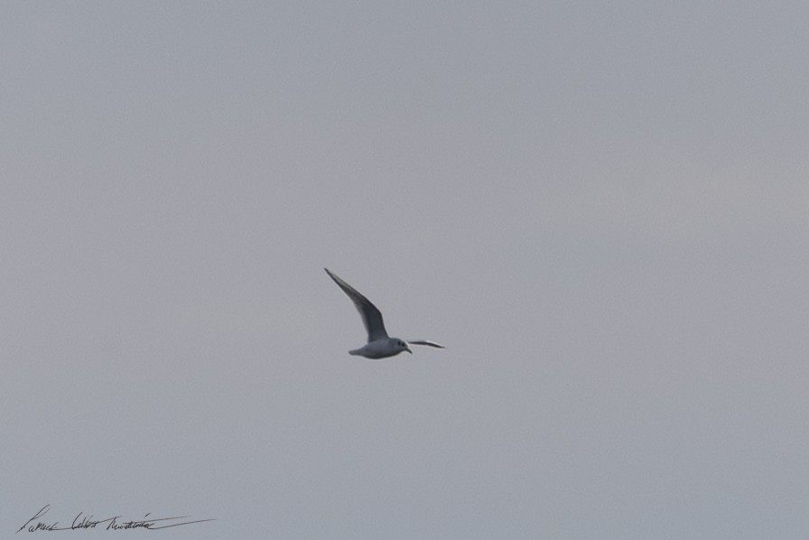 Bonaparte's Gull - ML646594704