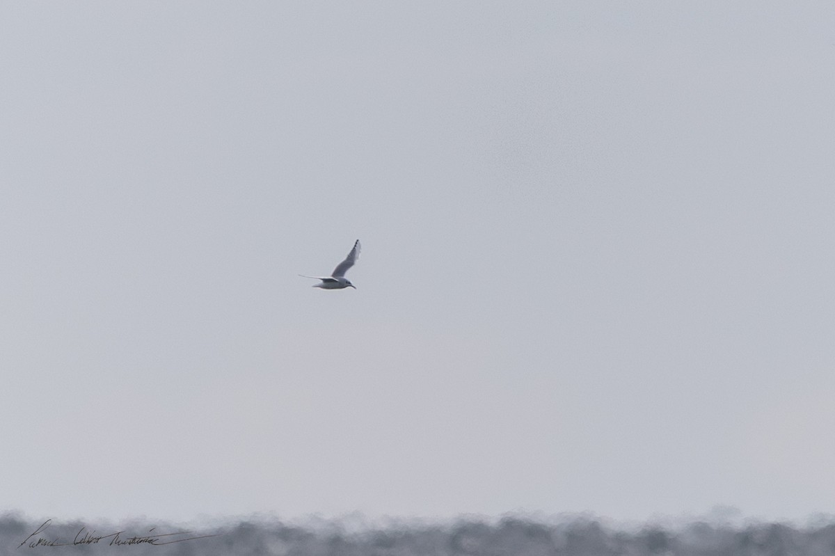 Bonaparte's Gull - ML646594705