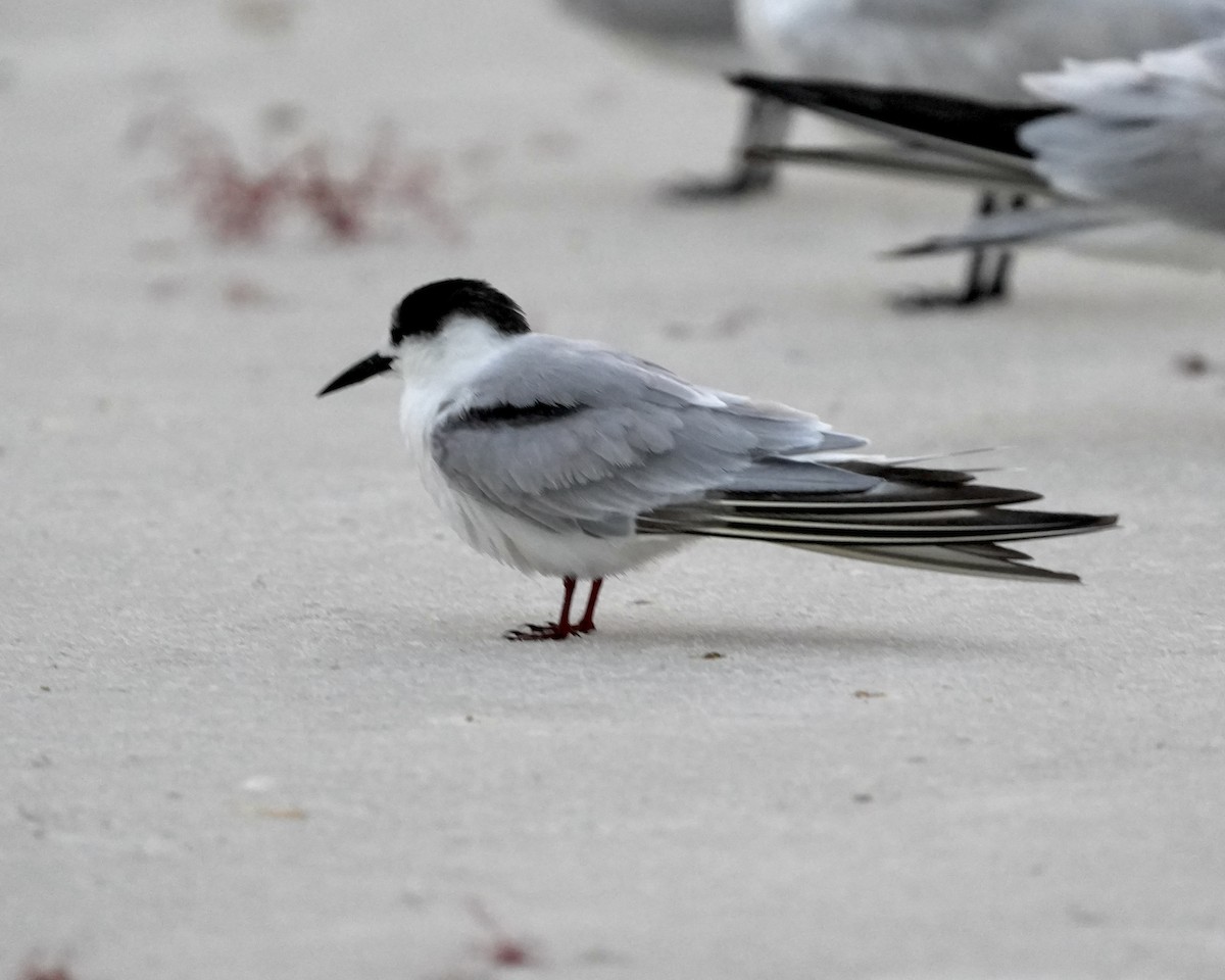 Common Tern - ML646594706