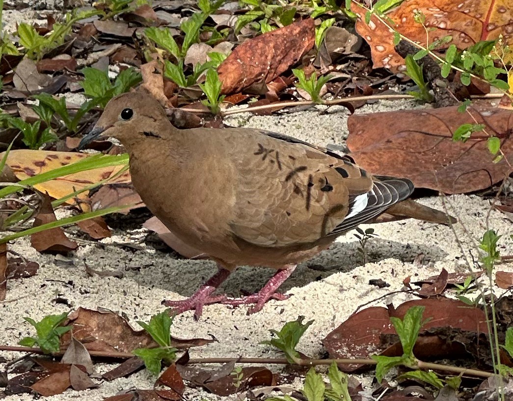 Zenaida Dove - ML646594707