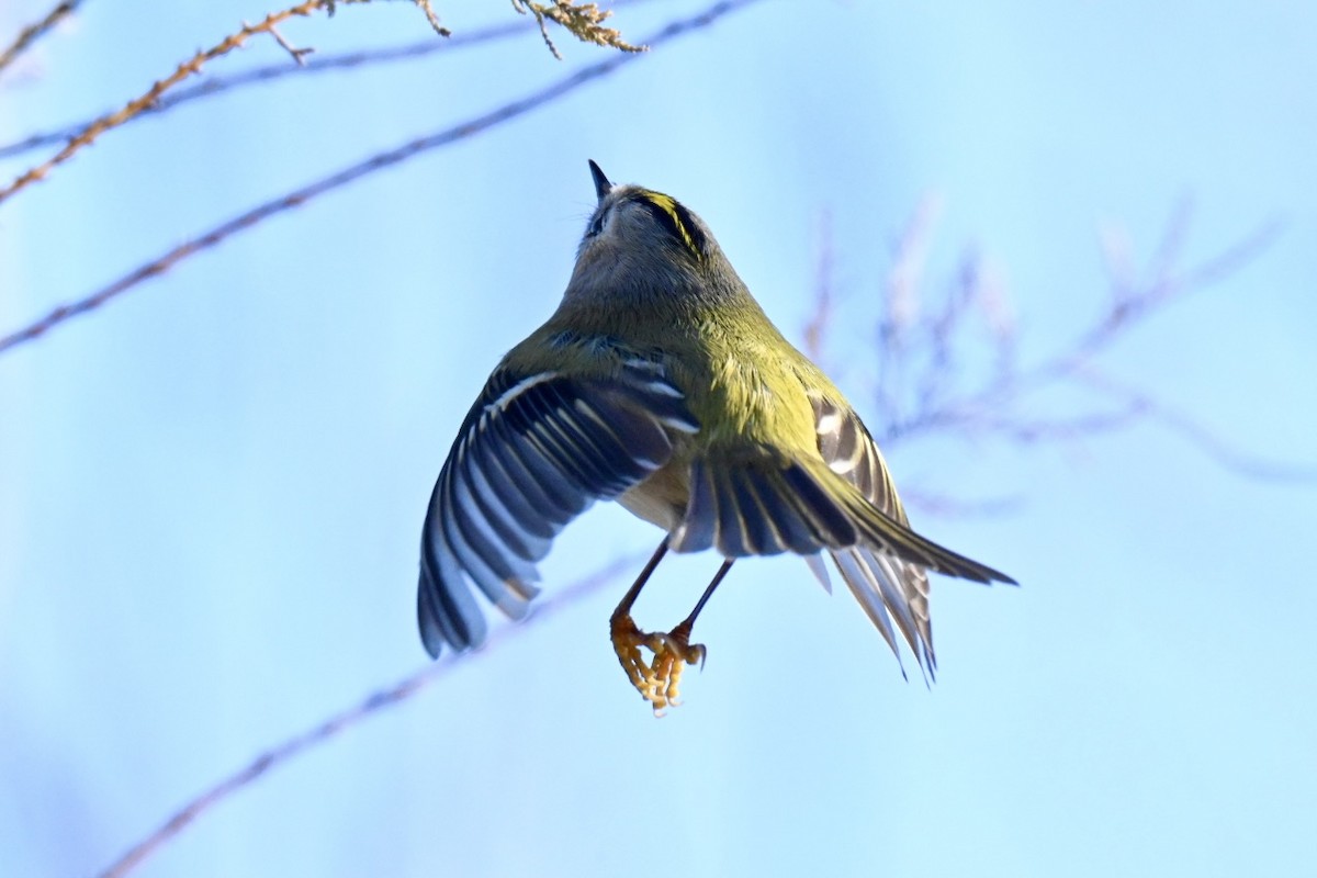 Шар мэлзэн задуулай - ML646594708