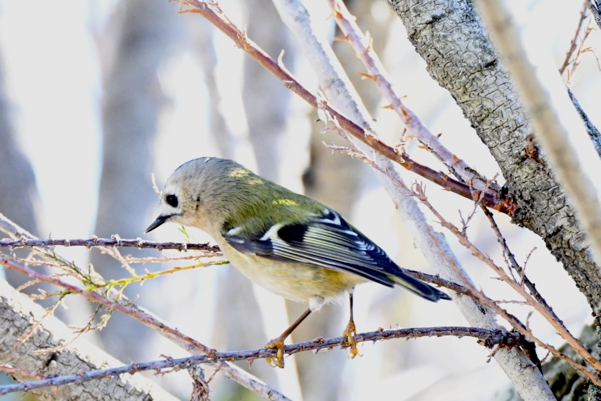 Шар мэлзэн задуулай - ML646594710