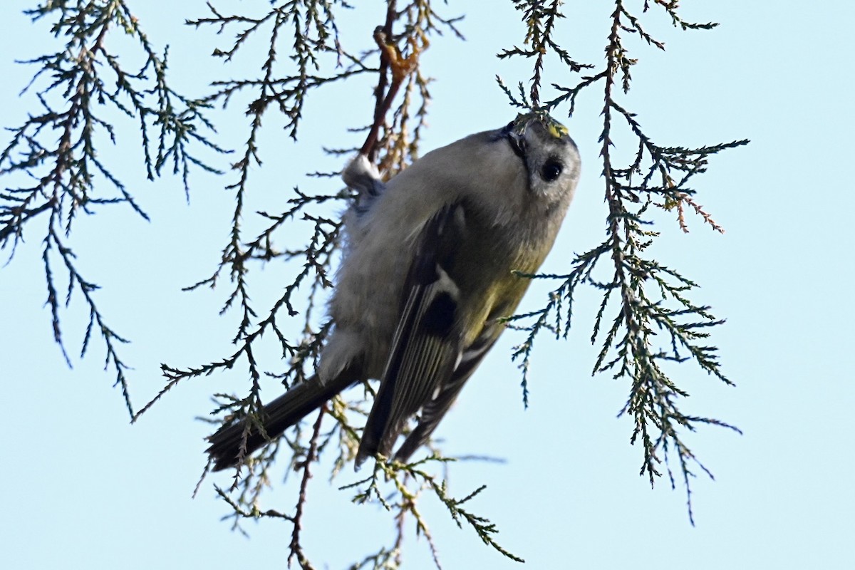 Шар мэлзэн задуулай - ML646594711