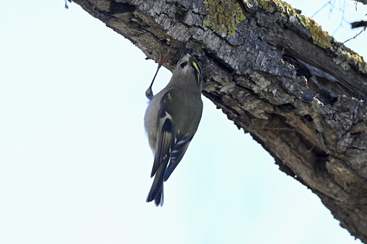 Шар мэлзэн задуулай - ML646594712