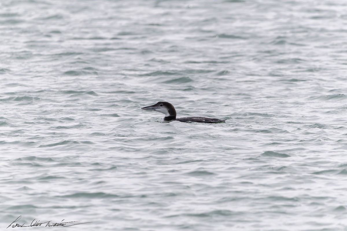 Common Loon - ML646594713