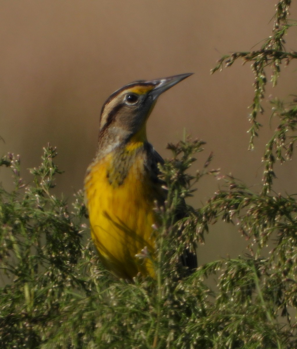 Eastern Meadowlark - ML646594714