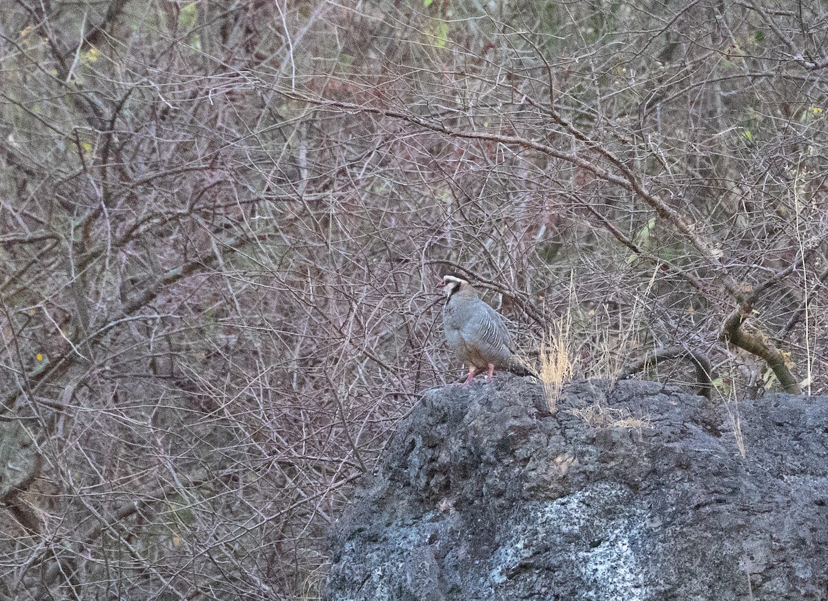 アラビアイワシャコ - ML646594715