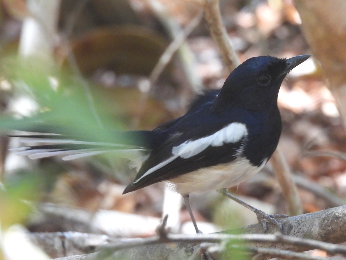 Shama de Madagascar - ML646594717