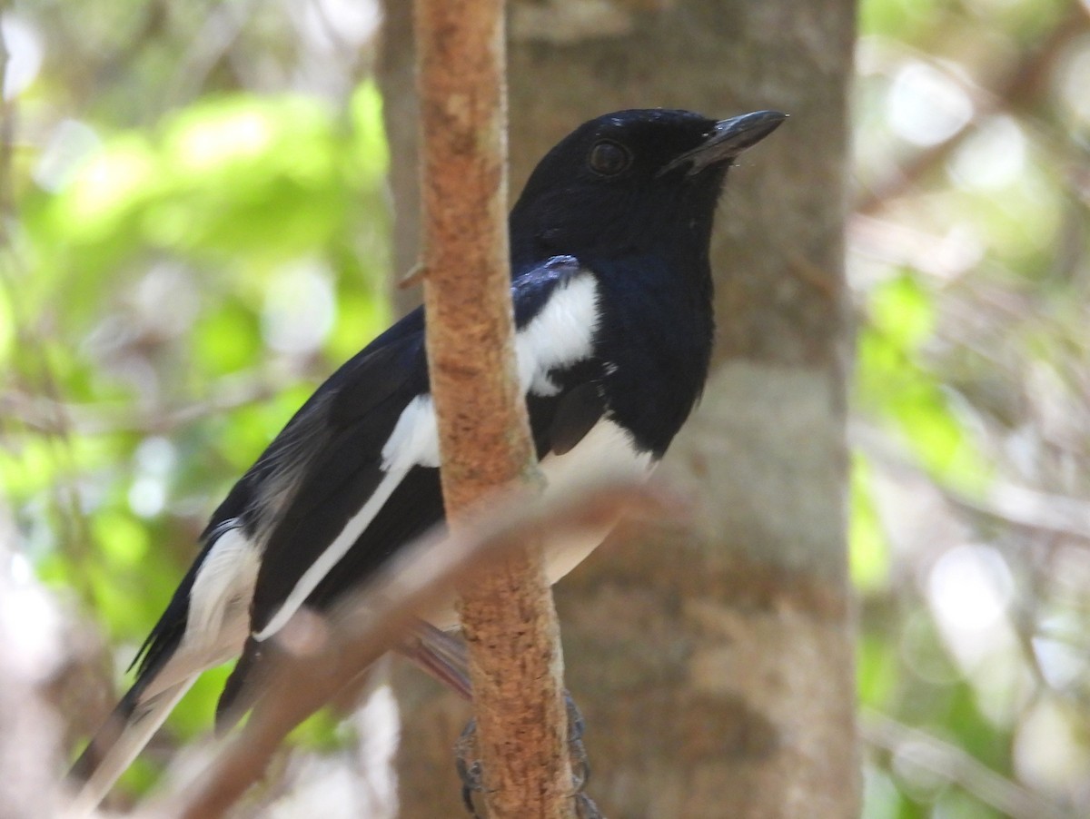 Shama de Madagascar - ML646594719