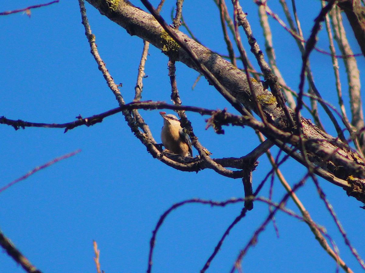 Повзик звичайний - ML646594720