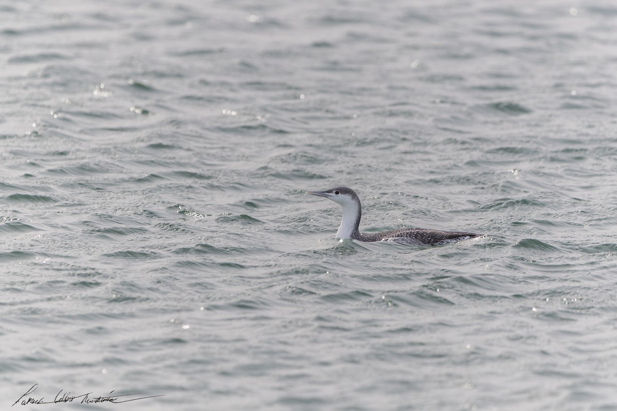 Red-throated Loon - ML646594721