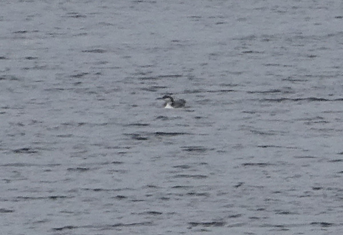 Common Loon - ML646594722