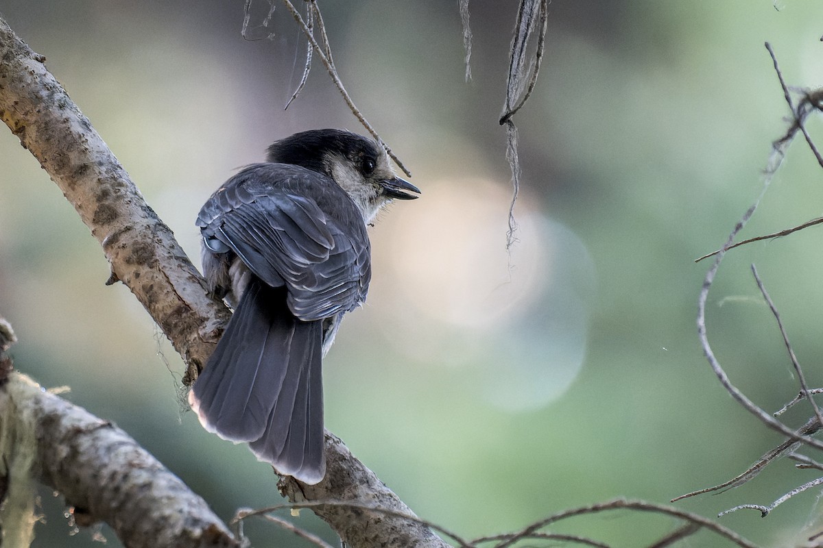 gråskrike - ML646594723