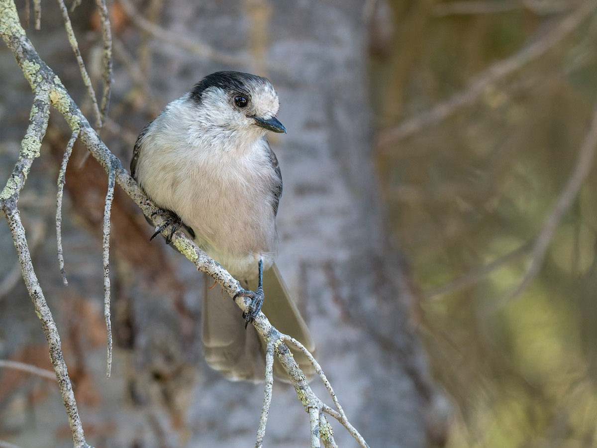 gråskrike - ML646594724