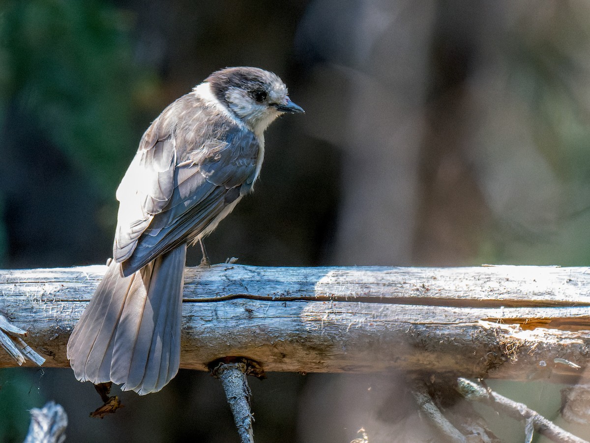 gråskrike - ML646594726