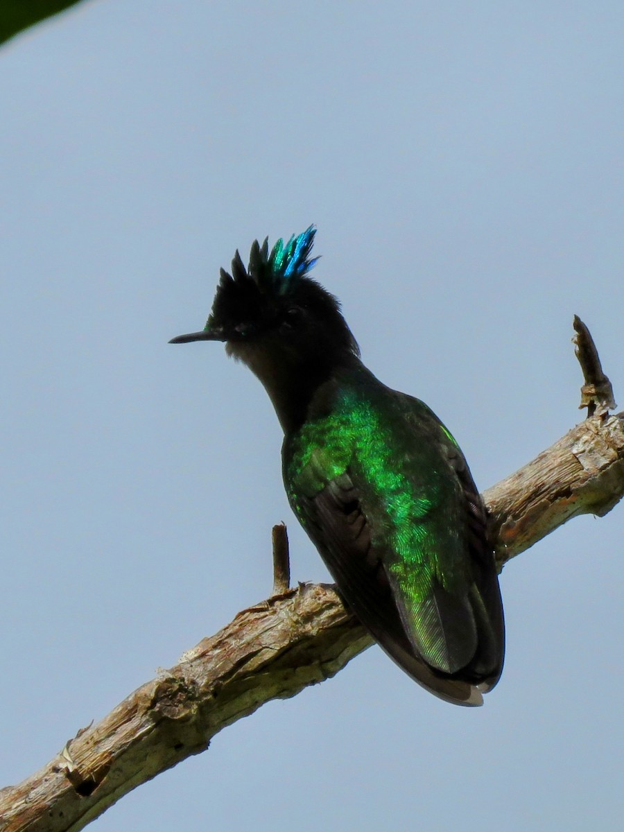 Antillean Crested Hummingbird - ML646594729